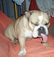 Benutzerbild von Bulldogo